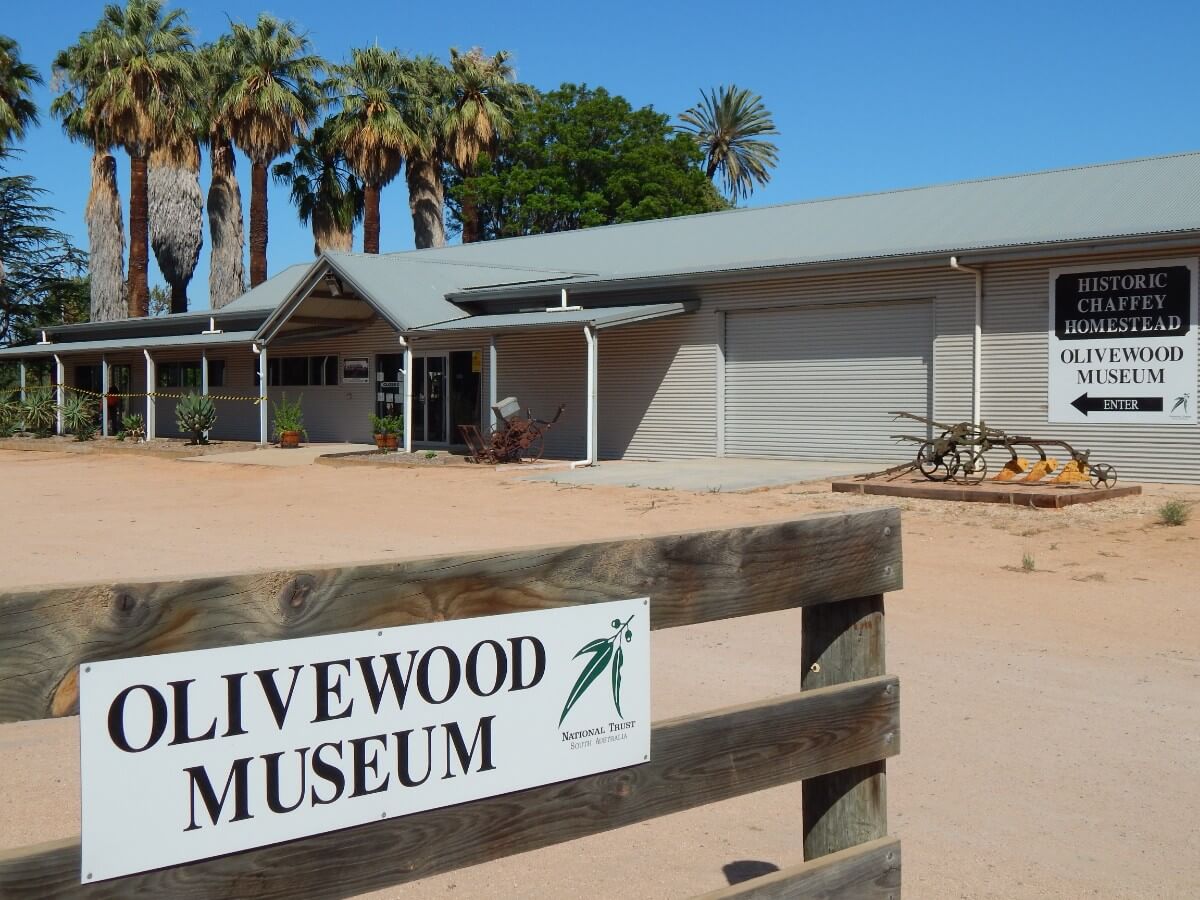 Olivewood
